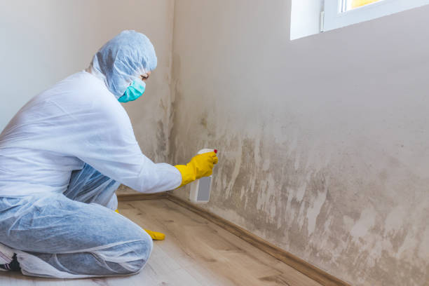 Black mold inspection in Longboat Key