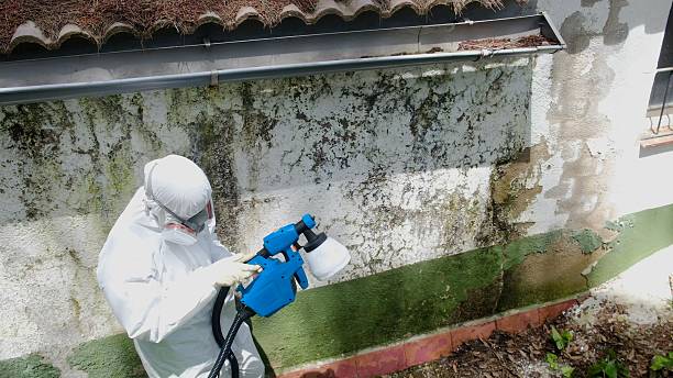 Mold Removal service in Longboat Key